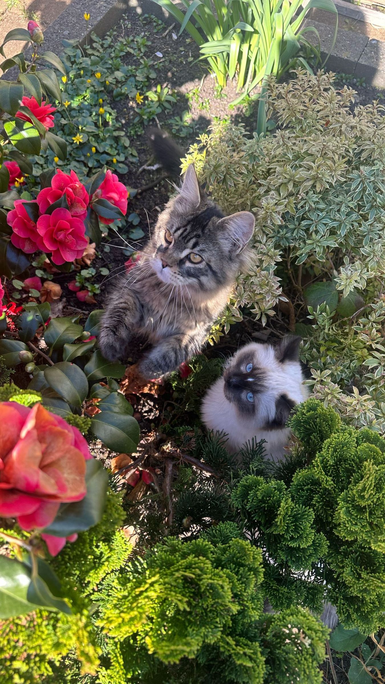 Een Maine Coon en een colourpoint-kat samen tussen de camelia's in de tuin