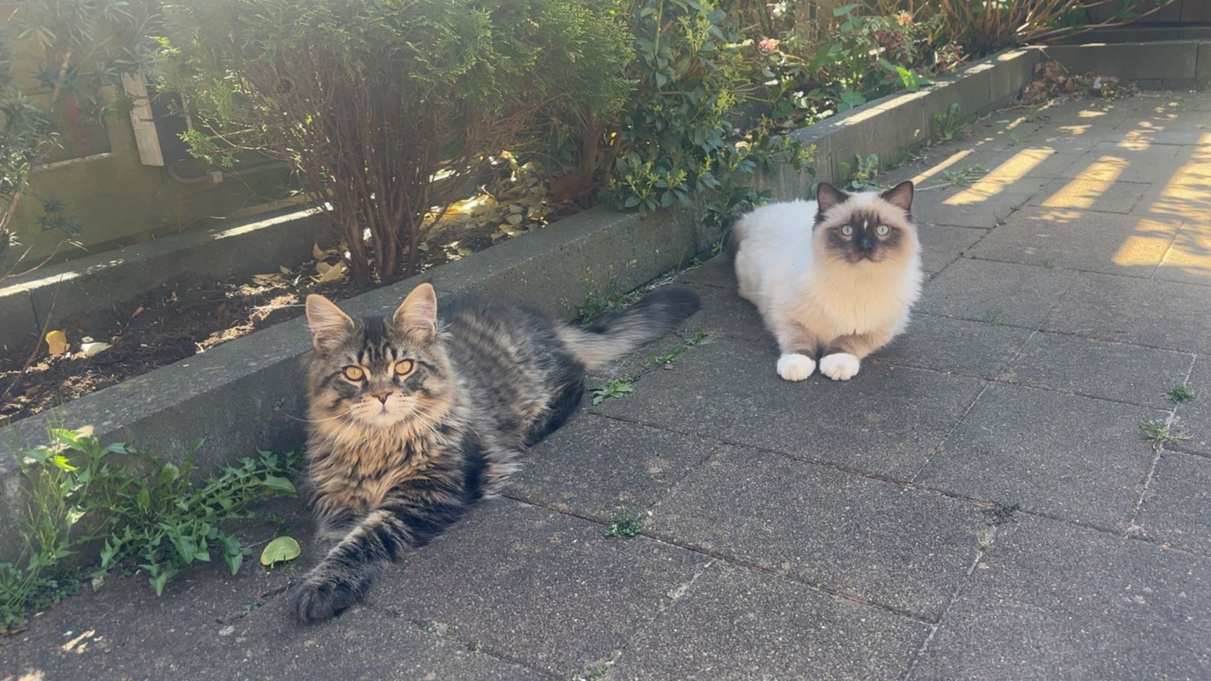 Een Maine Coon en een colourpoint-kat liggen ontspannen naast elkaar op de stoep in de zon