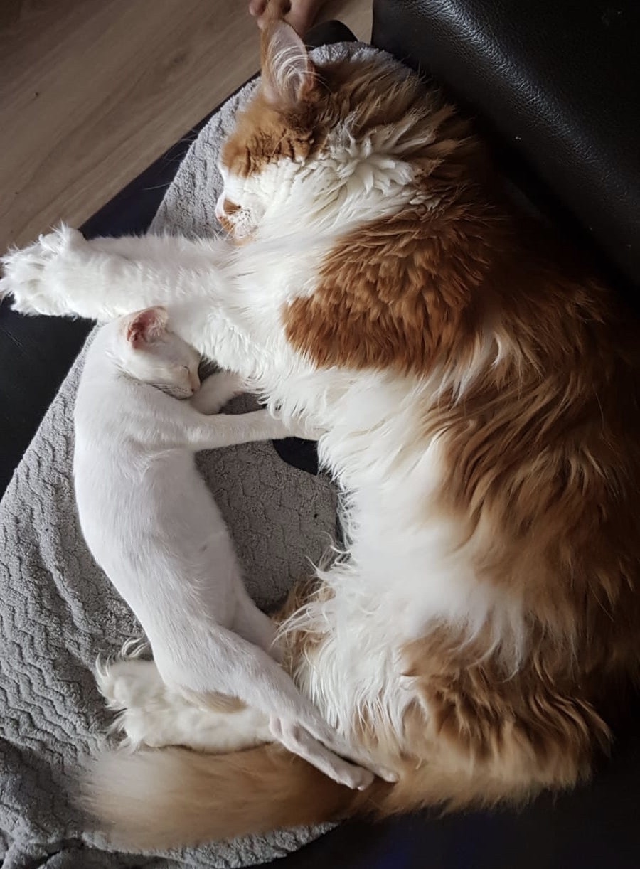 Twee katten liggen dicht tegen elkaar aan te slapen