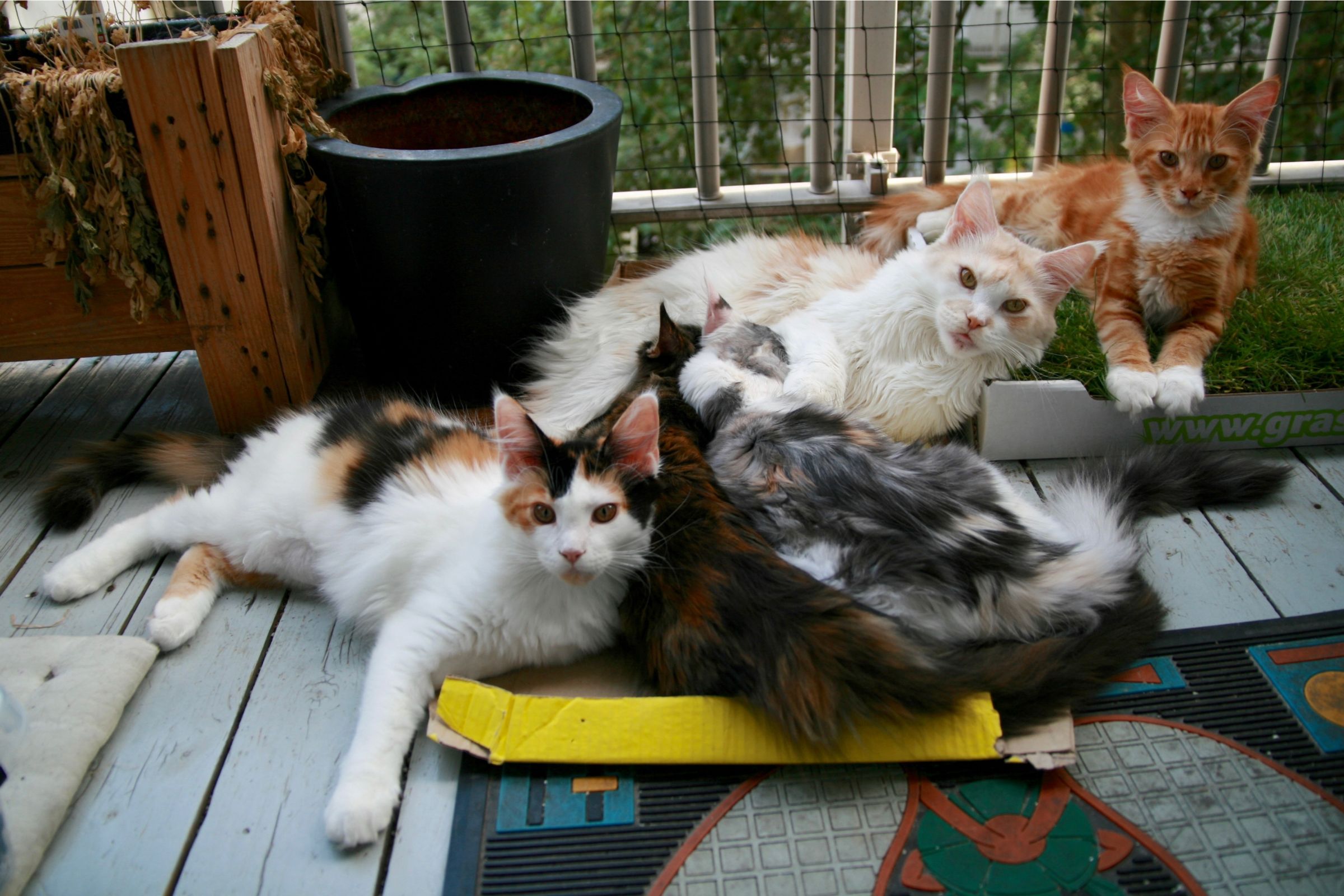Maine Coon-moeder met haar zogende kittens op het terras