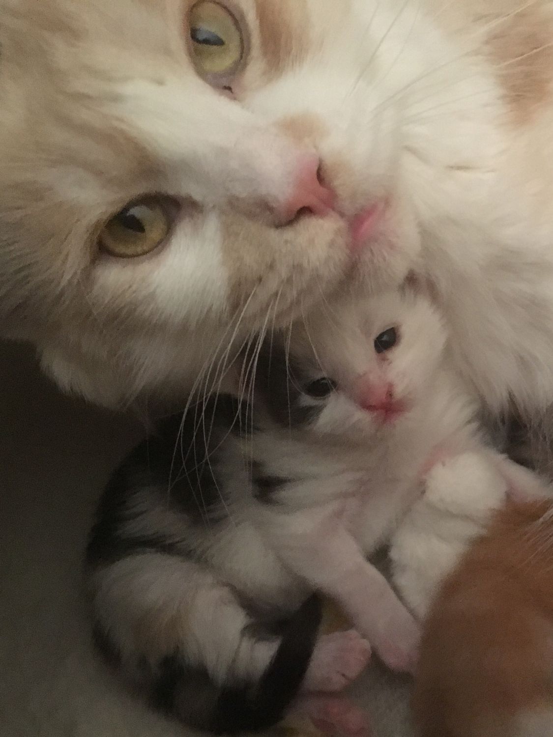 Maine Coon-moeder die haar pasgeboren kitten dicht tegen zich aan houdt