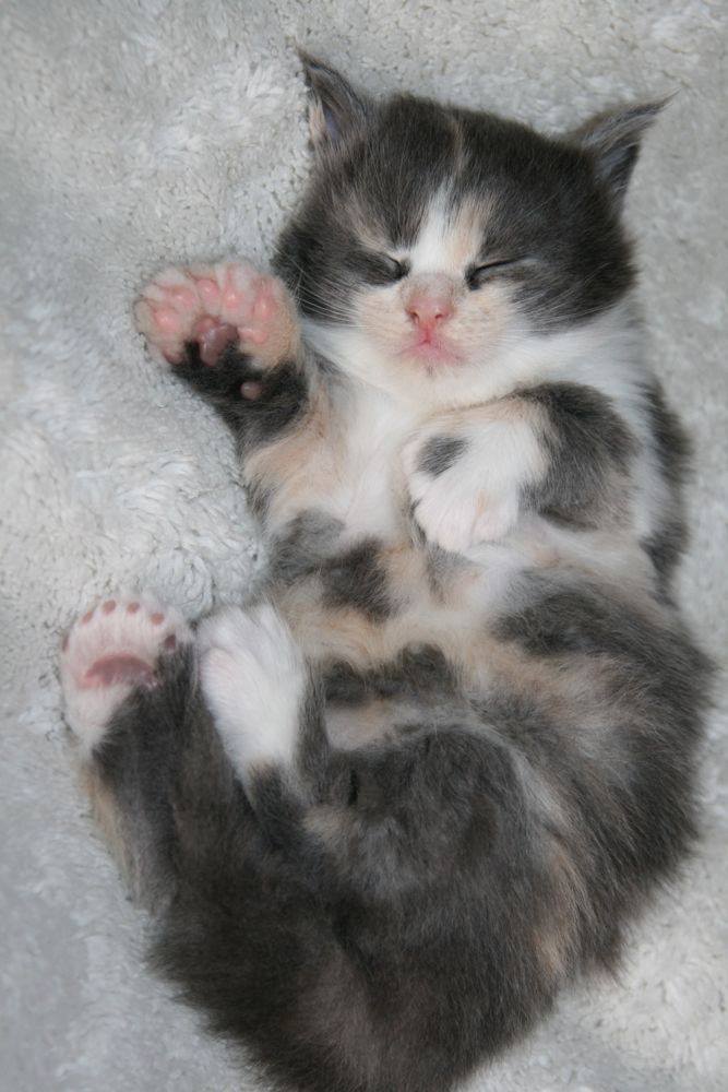 A sleeping Maine Coon polydactyl kitten with extra toes on its paws