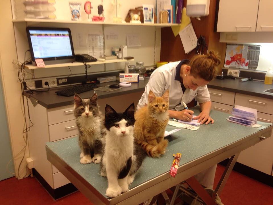 Drie Maine Coons op de behandeltafel bij de dierenarts