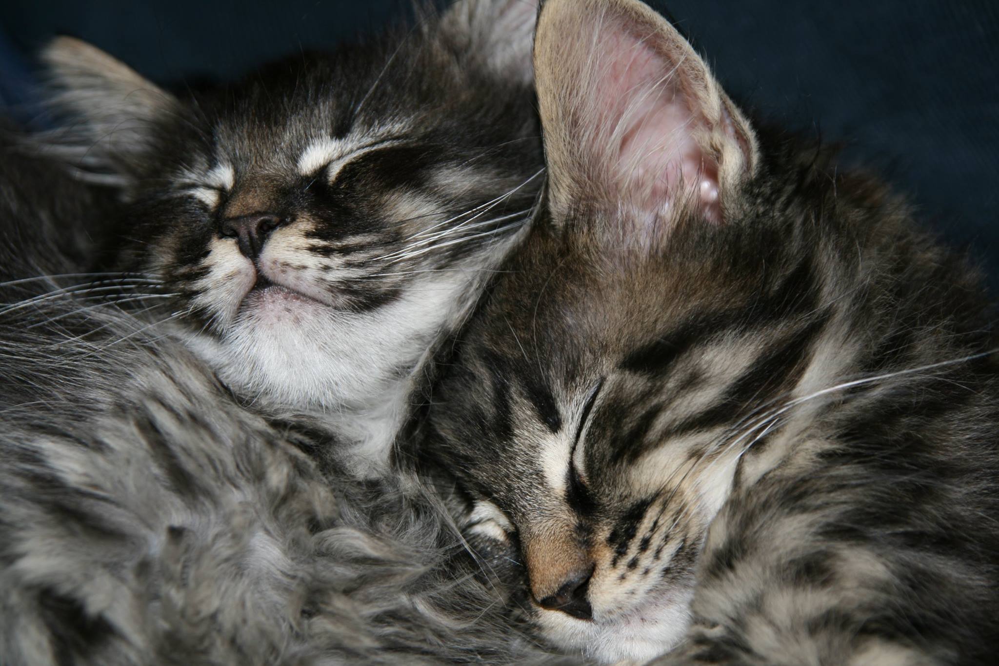 Two Maine Coon kittens, Buddha and Dondi, sleeping curled up together
