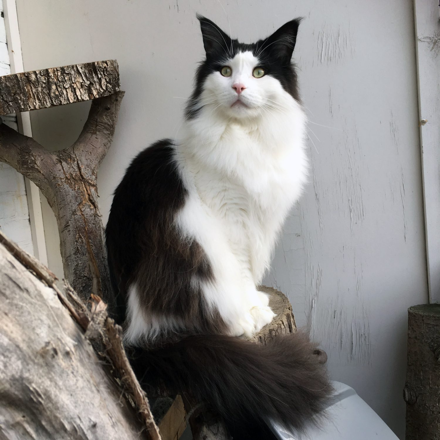 Bas, Best Maine Coon Polydactyl 2018