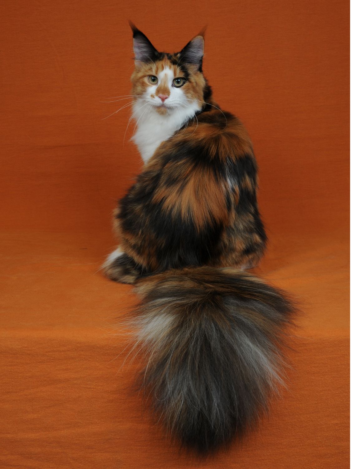 Dyna