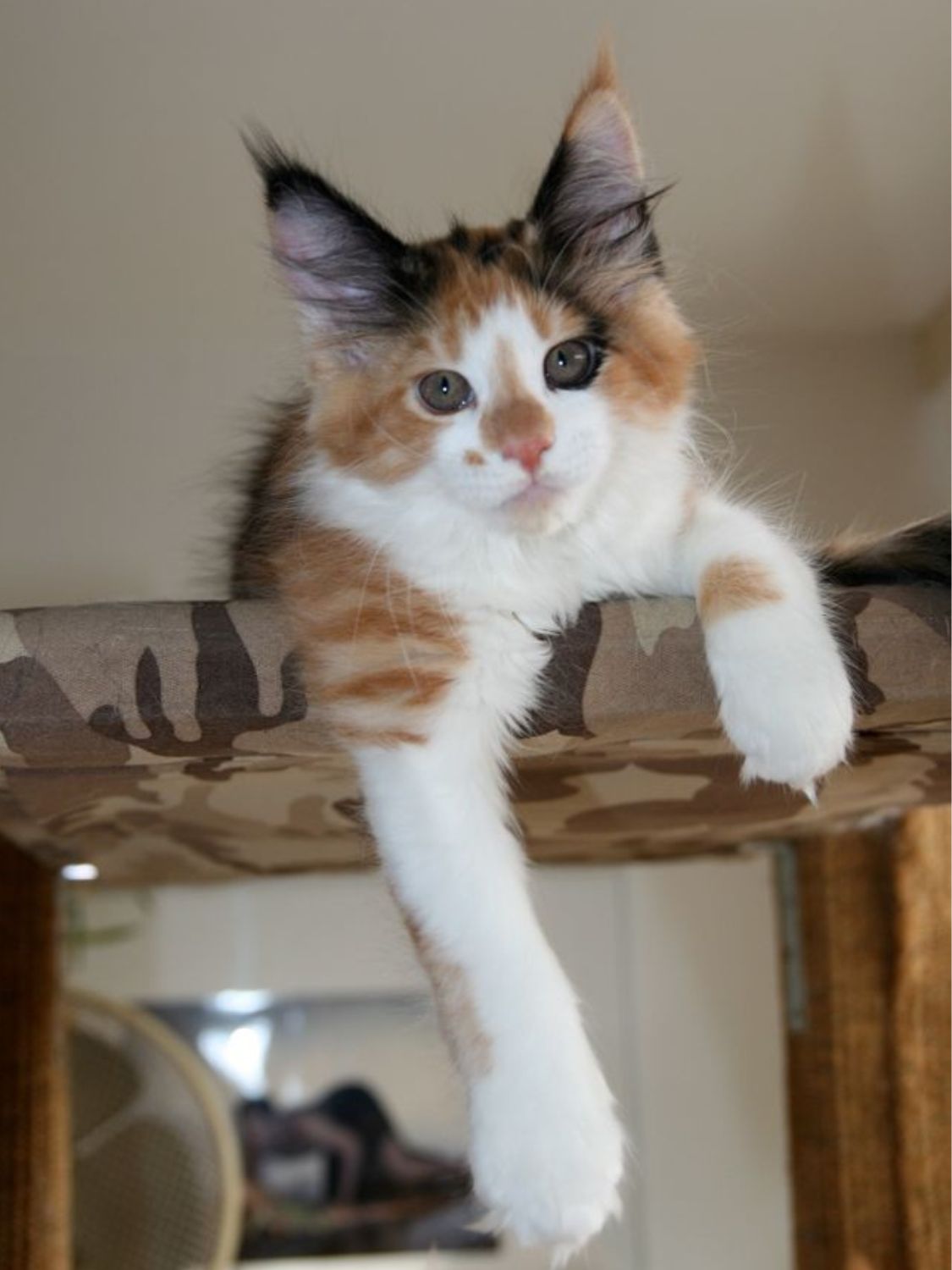 Dyna
