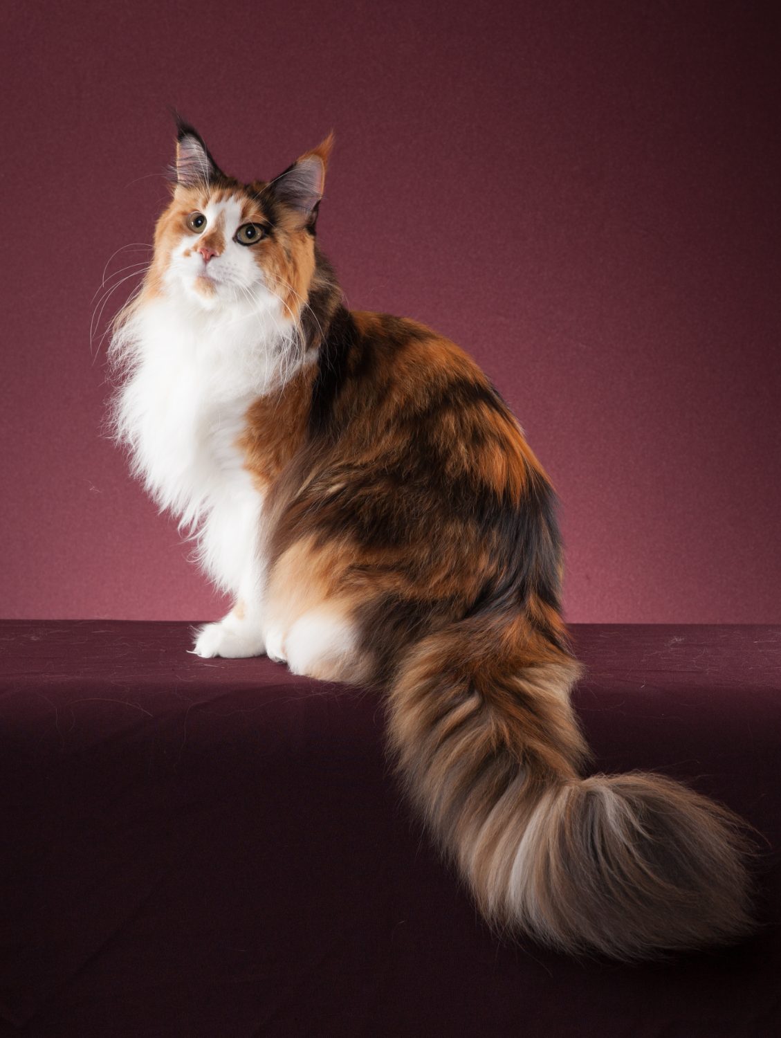 Dyna, Supreme Grand Champion 2016