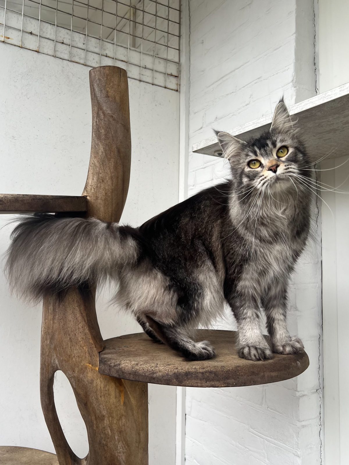Uma, a black silver ticked Maine Coon queen