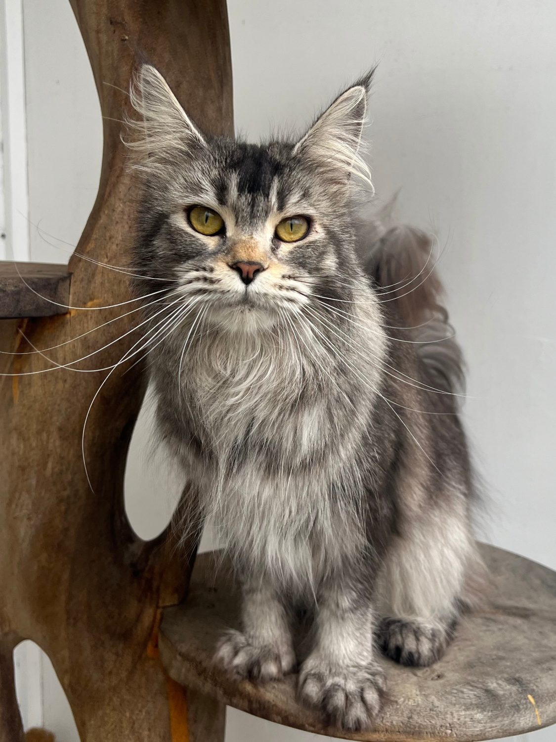 Uma