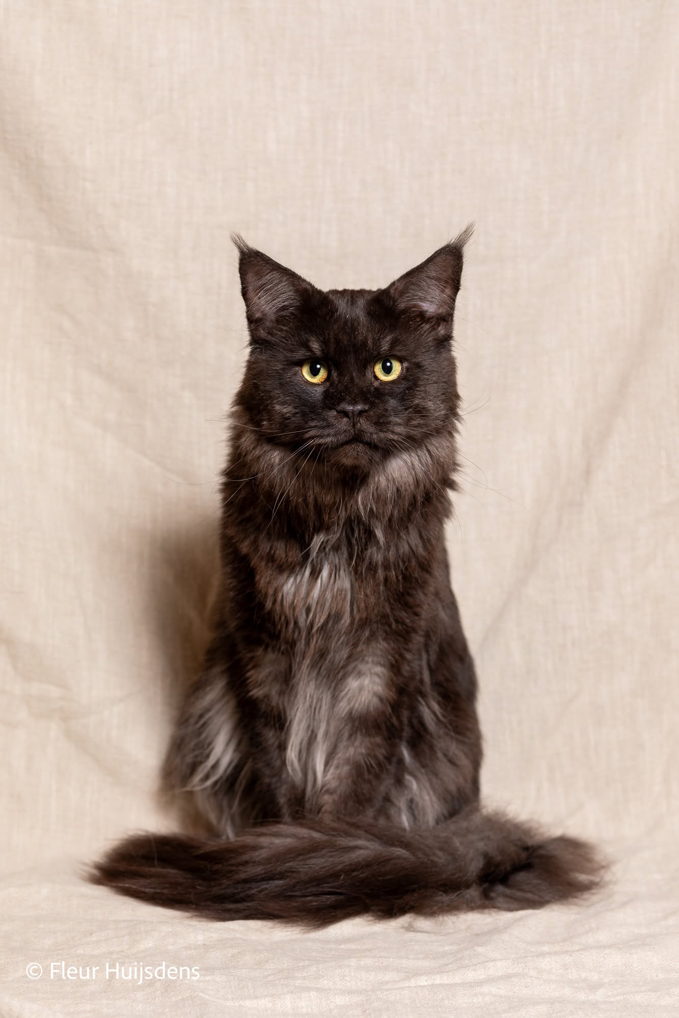 Wallace, a black smoke Maine Coon tom