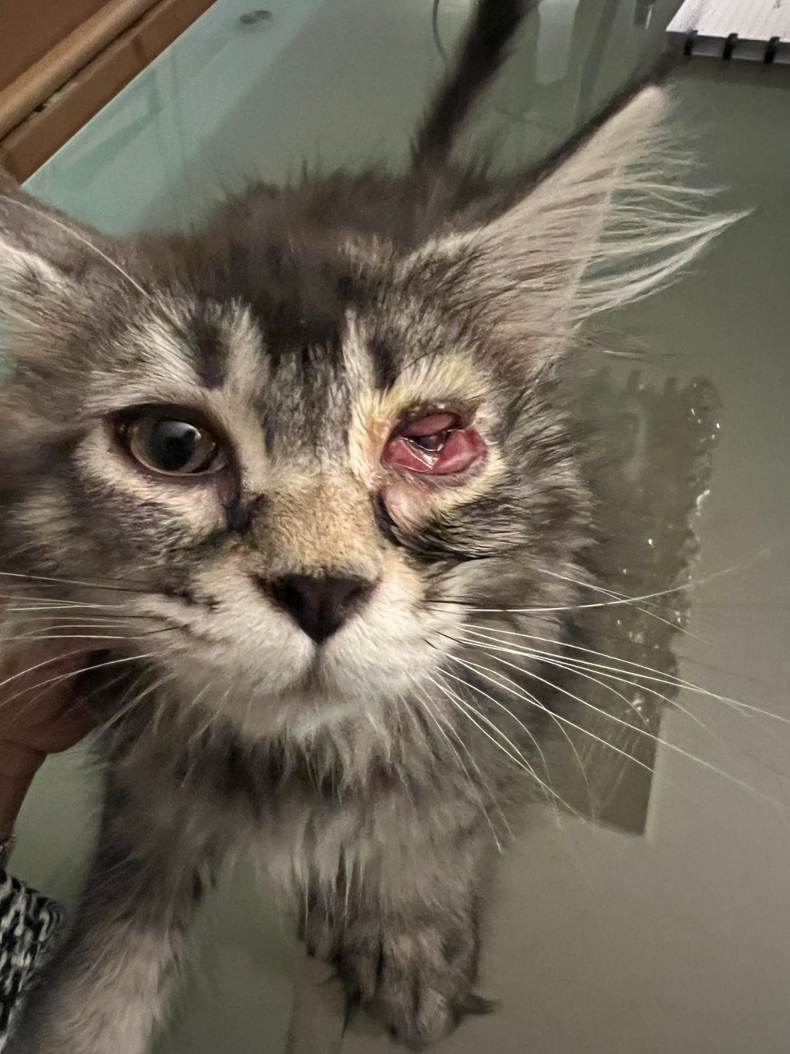 Kitten met een gezwollen, ontstoken oog: een entreactie na de eerste kittenvaccinatie