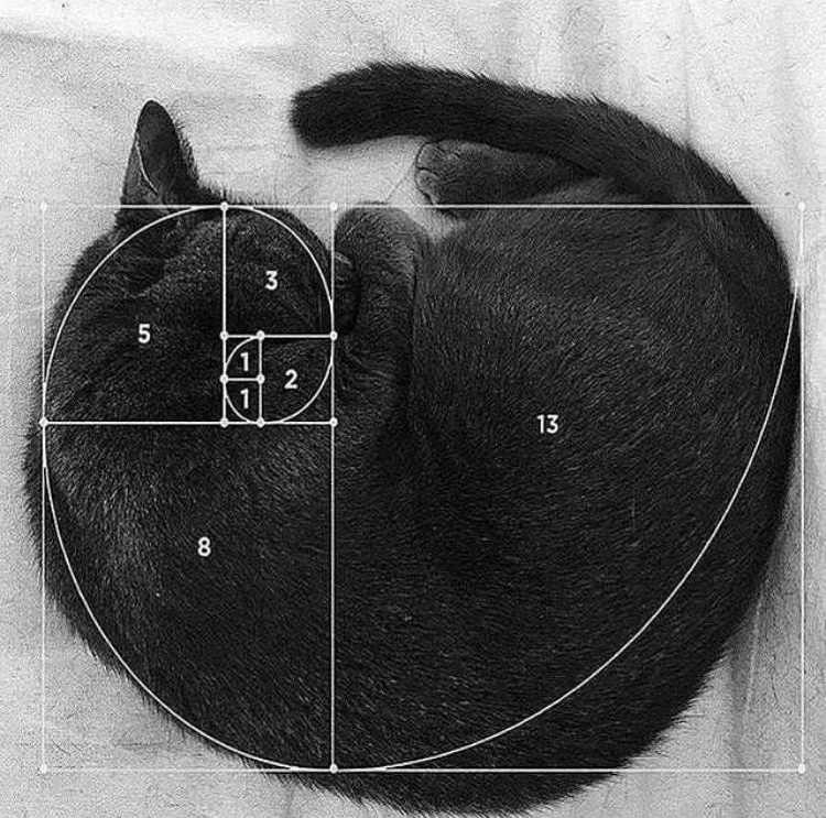 A Maine Coon curled into a spiral