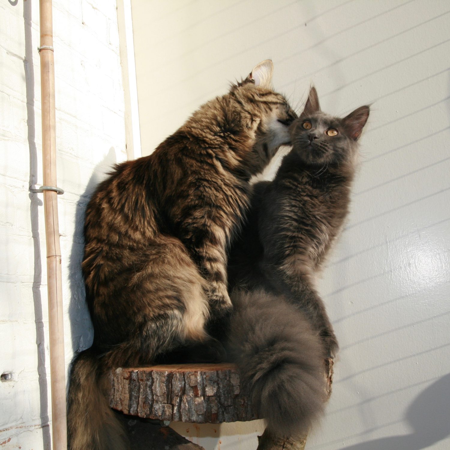 Two Maine Coons in the sun