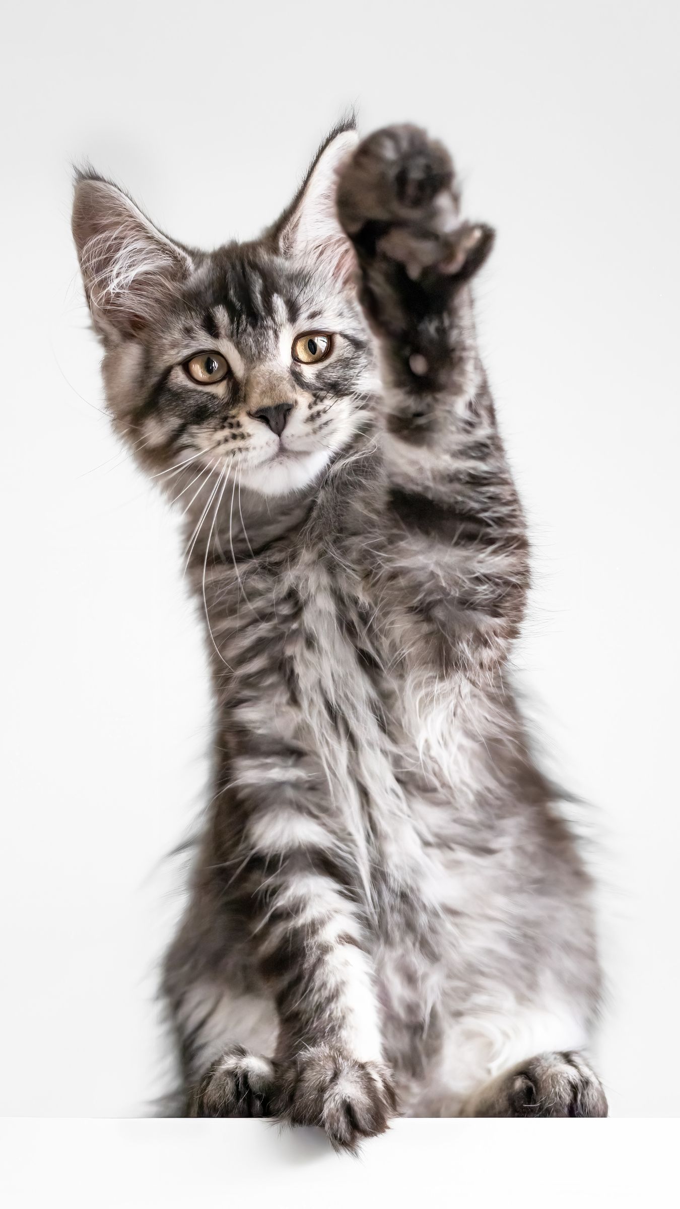 Een kitten met een pootje omhoog