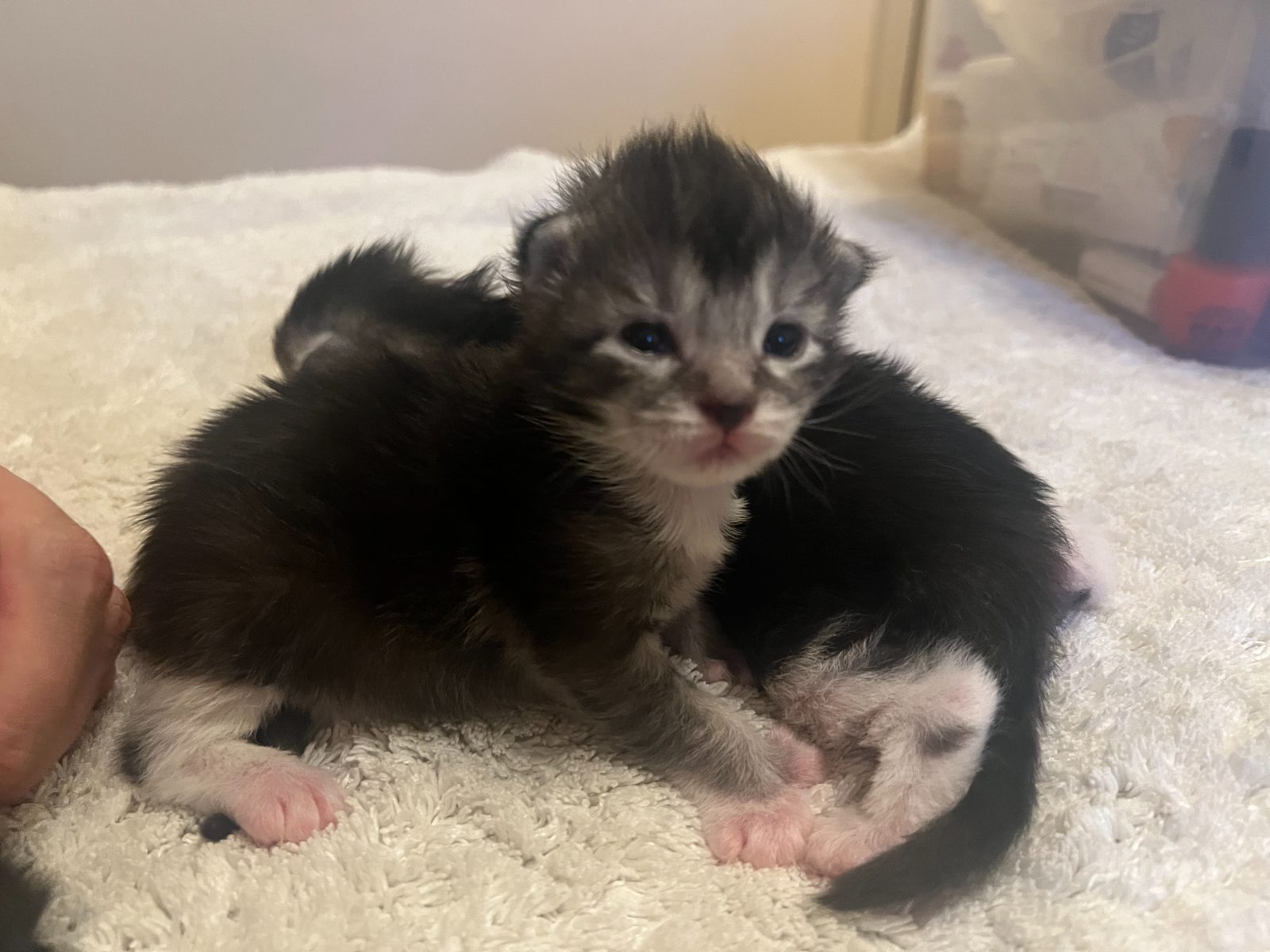 Bodhi at eleven days old