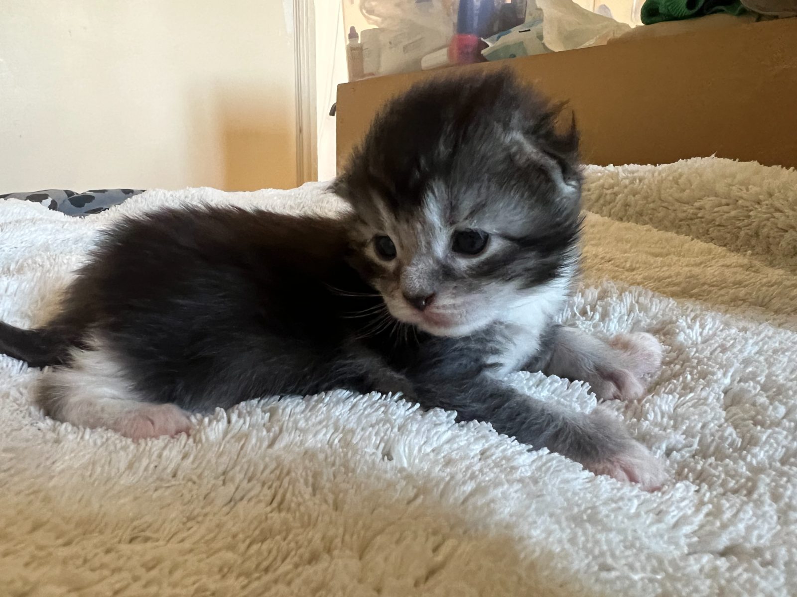 Bodhi at eleven days old