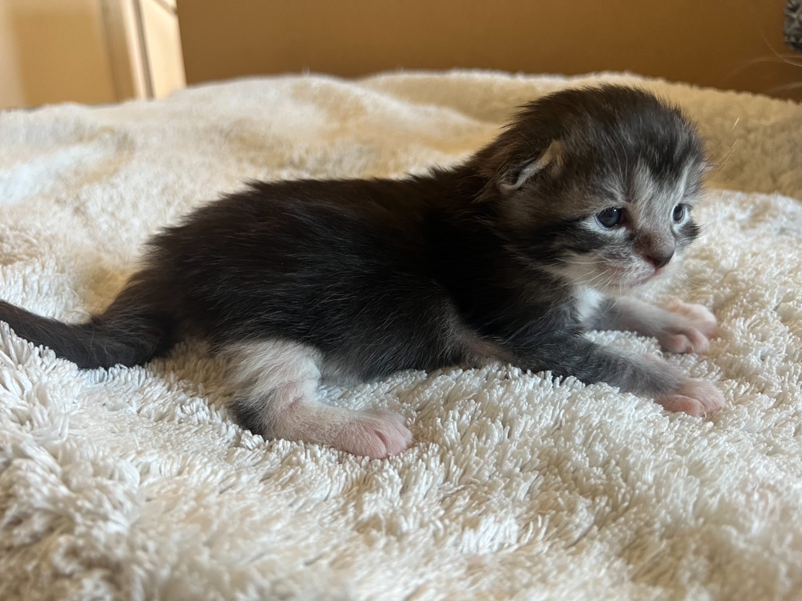 Bodhi at eleven days old