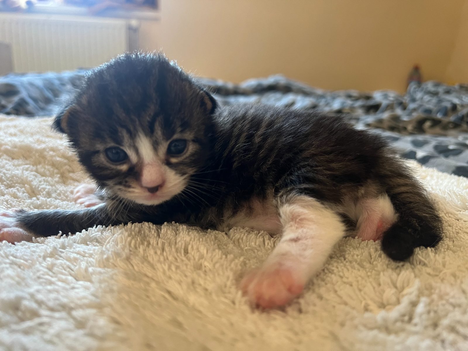 Guru at eleven days old