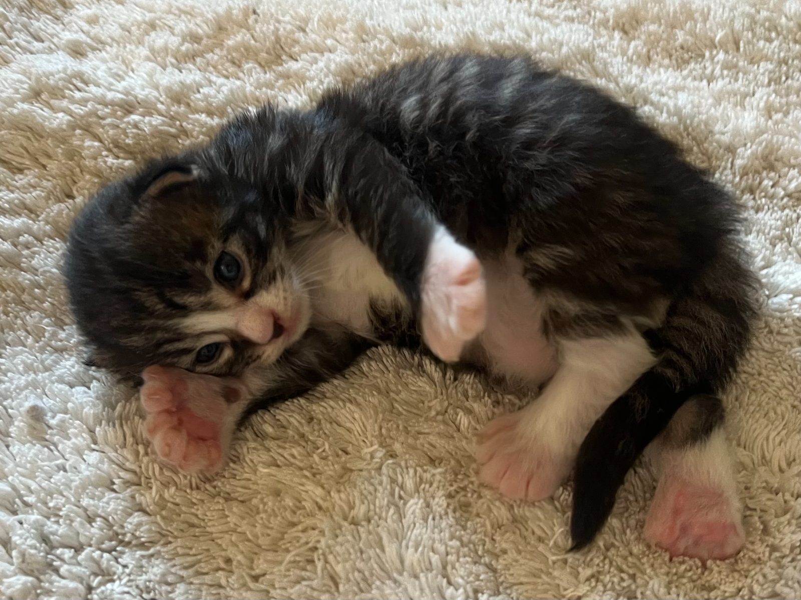 Guru at eleven days old