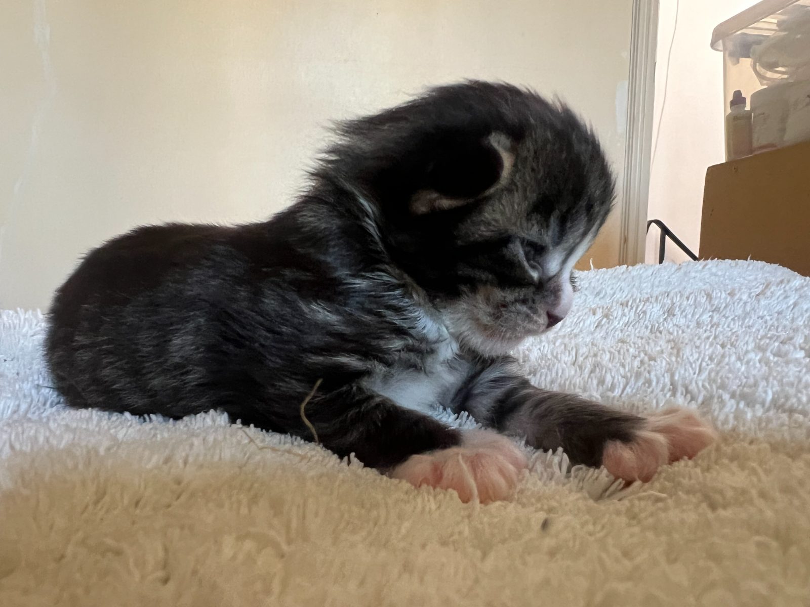 Guru at eleven days old