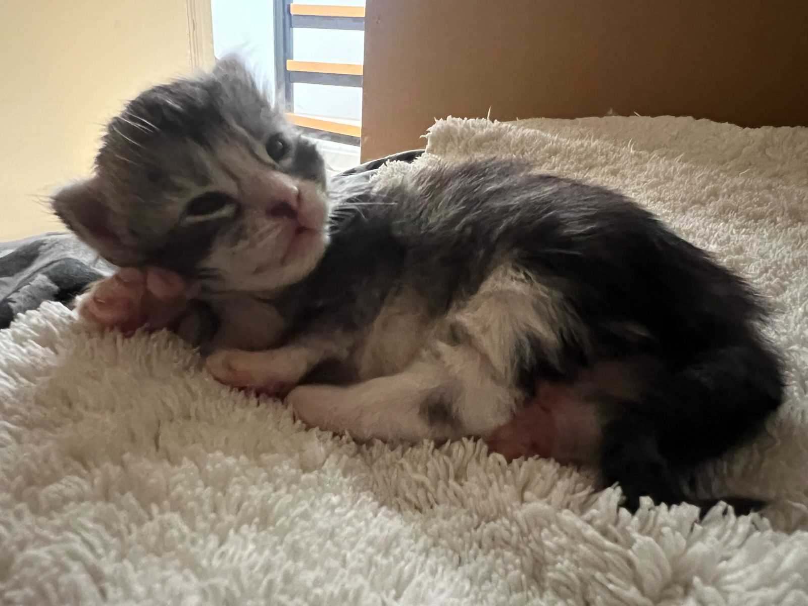 Karma at eleven days old