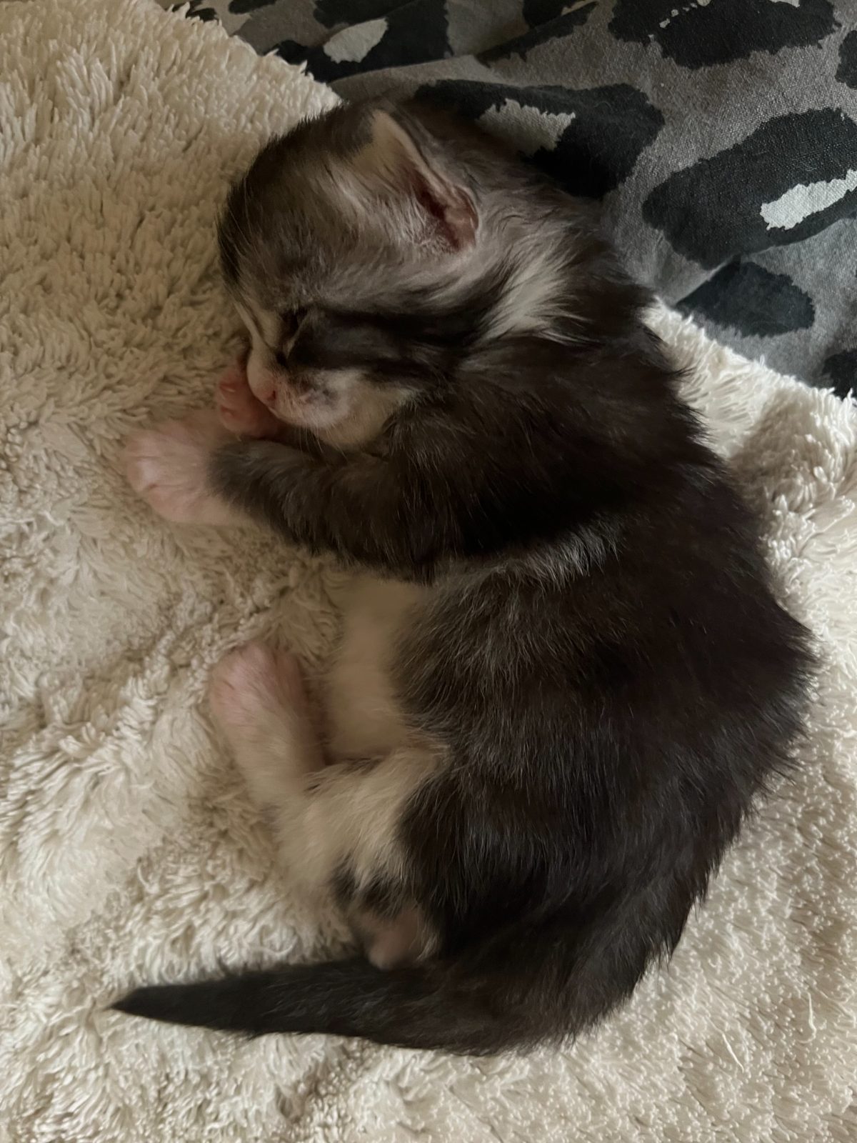 Karma at eleven days old
