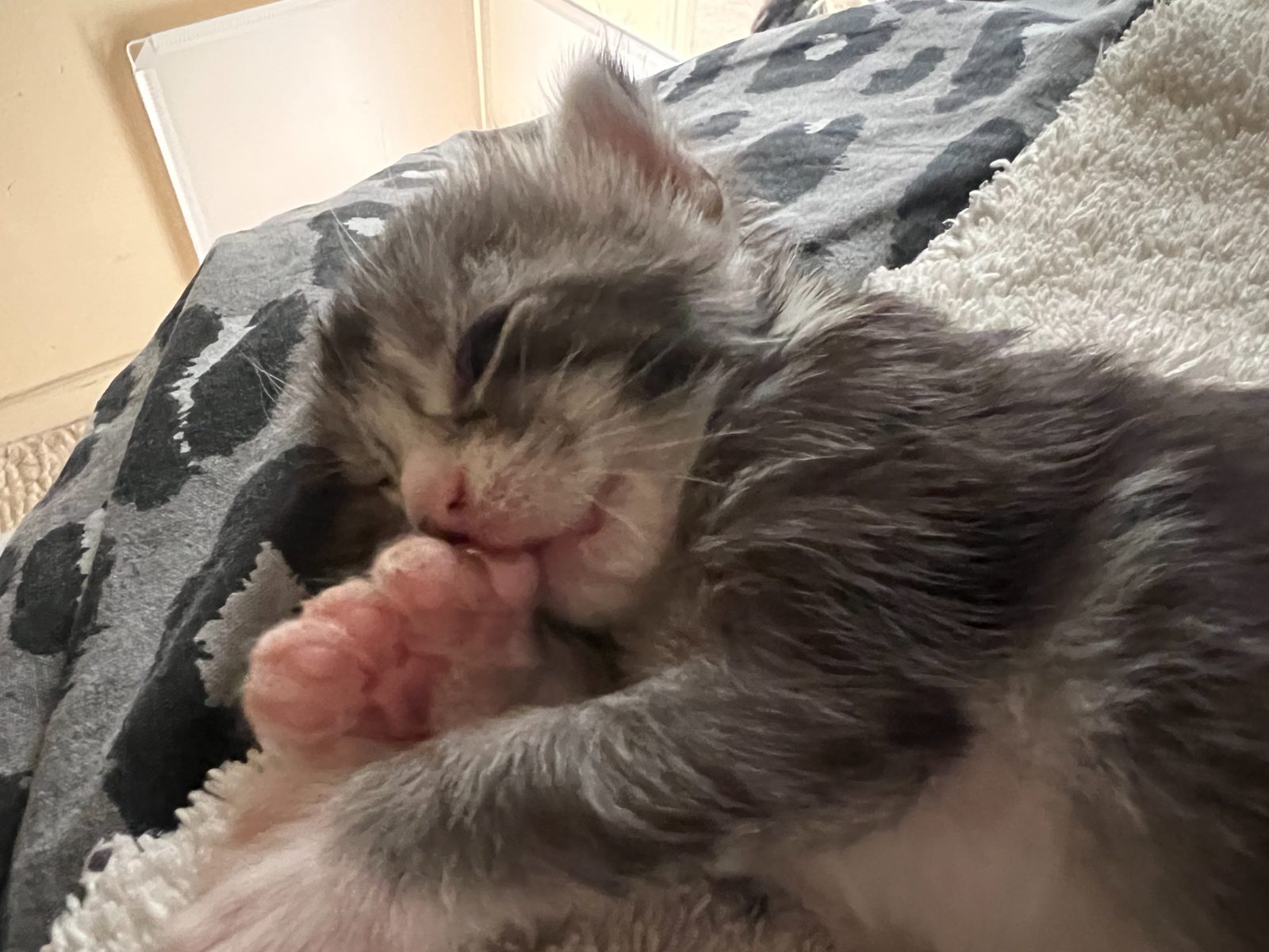 Karma at eleven days old