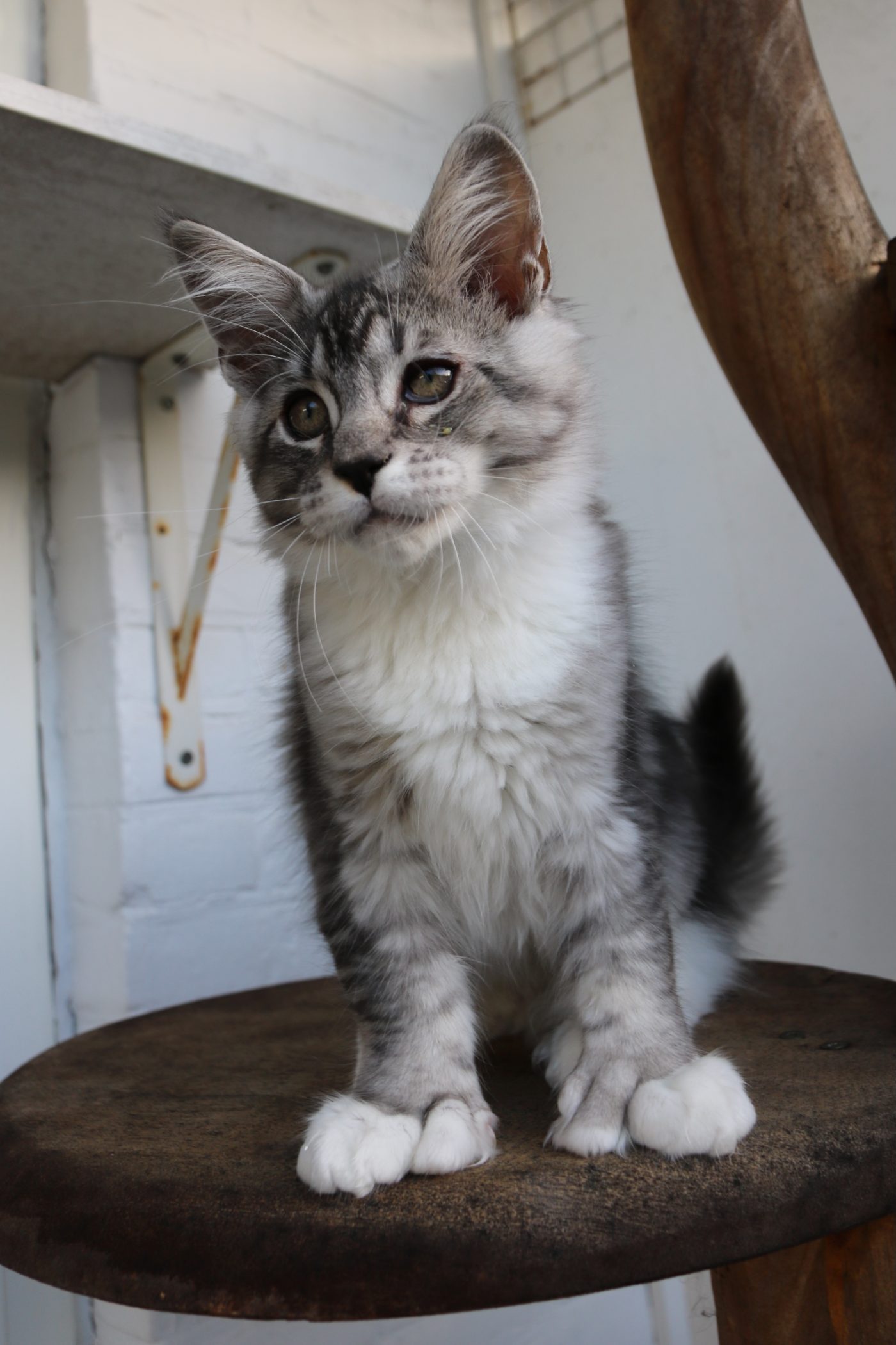 Bodhi at twelve weeks old