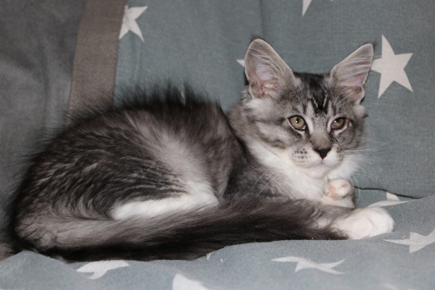 Bodhi at twelve weeks old