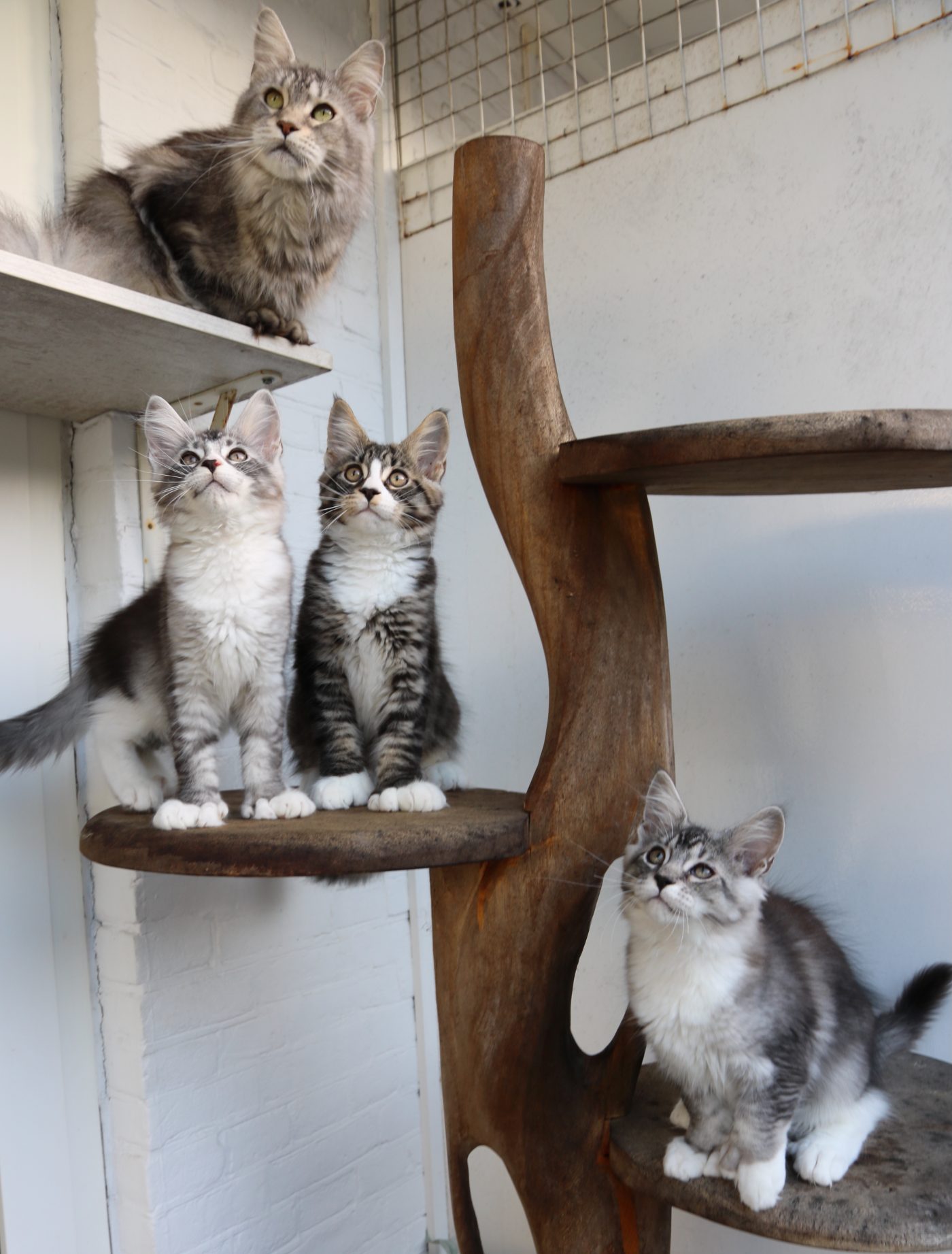 The kittens at twelve weeks