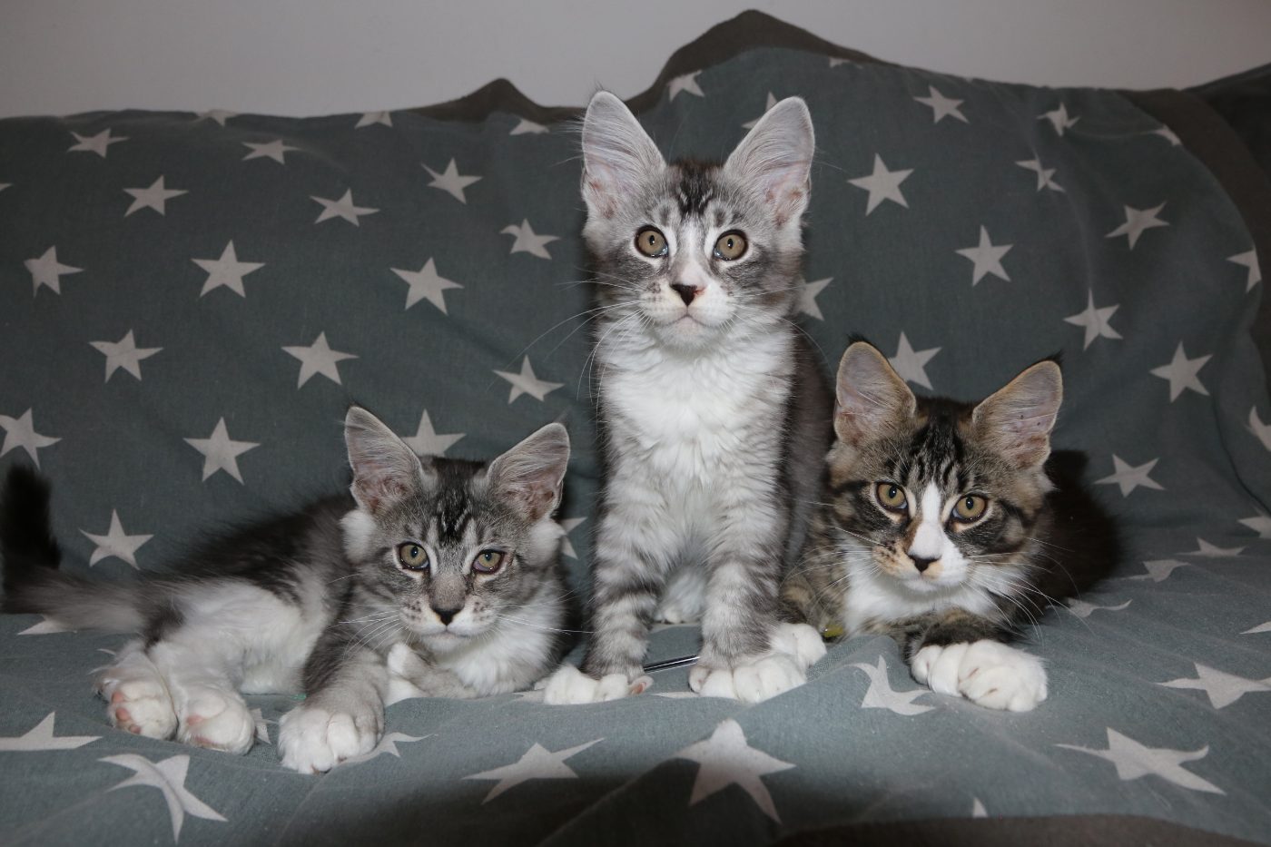 The kittens at twelve weeks