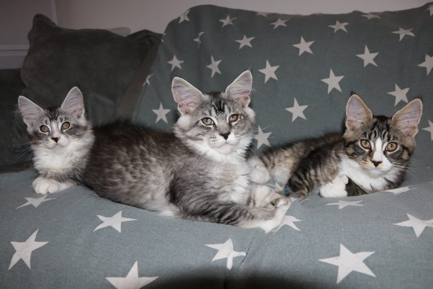 The kittens at twelve weeks