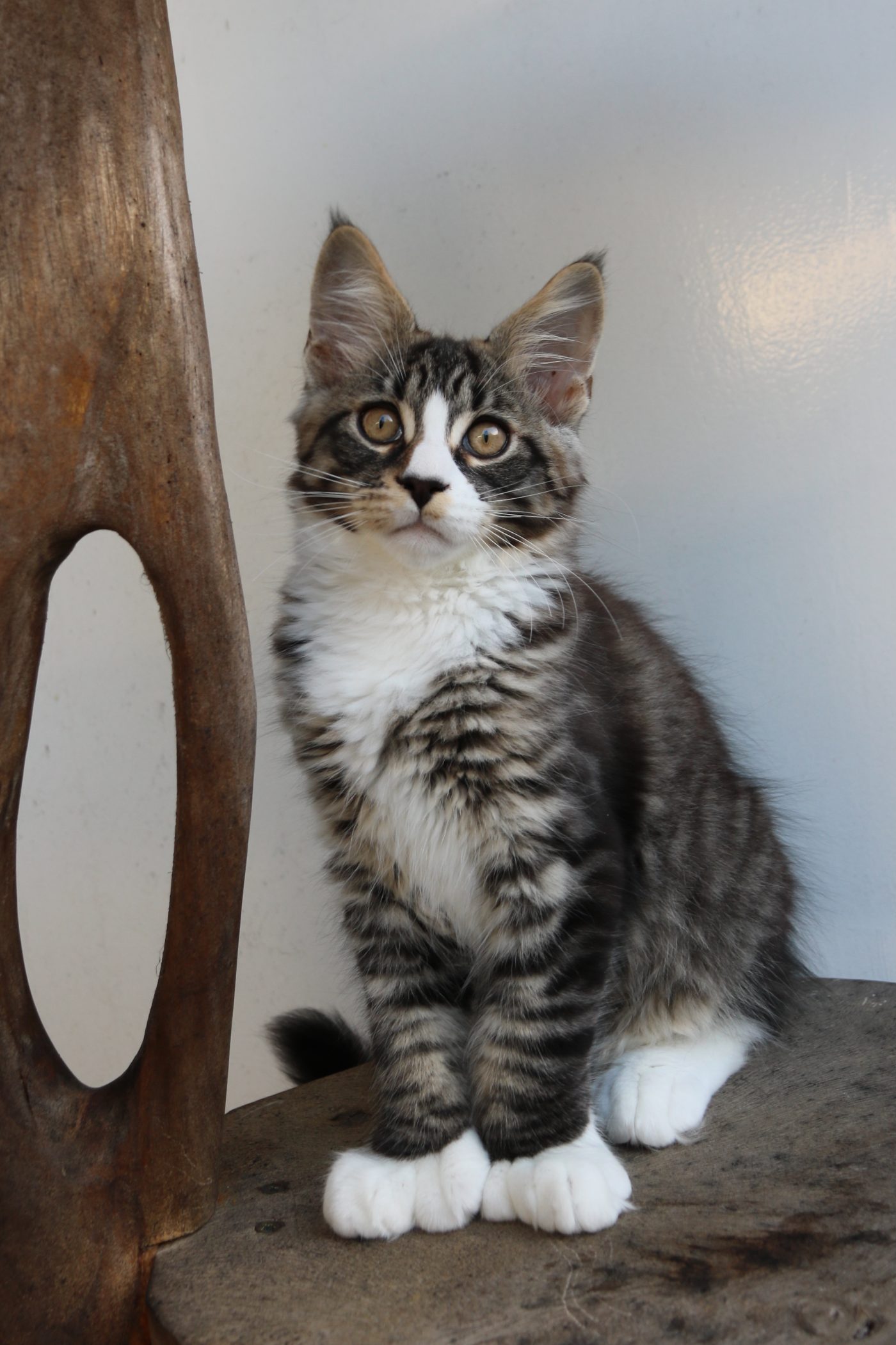 Guru at twelve weeks old