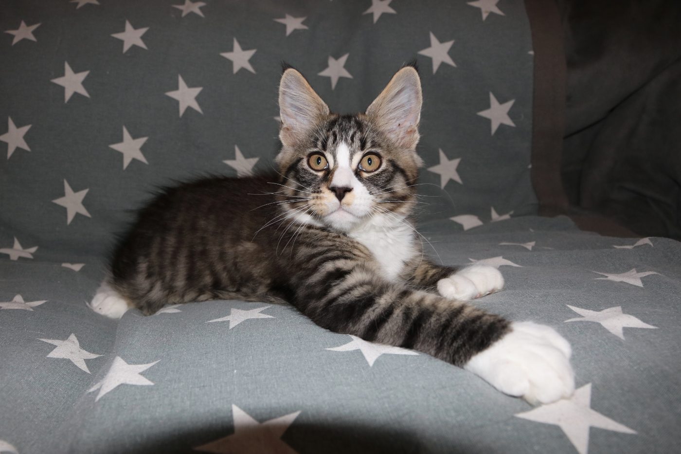 Guru at twelve weeks old