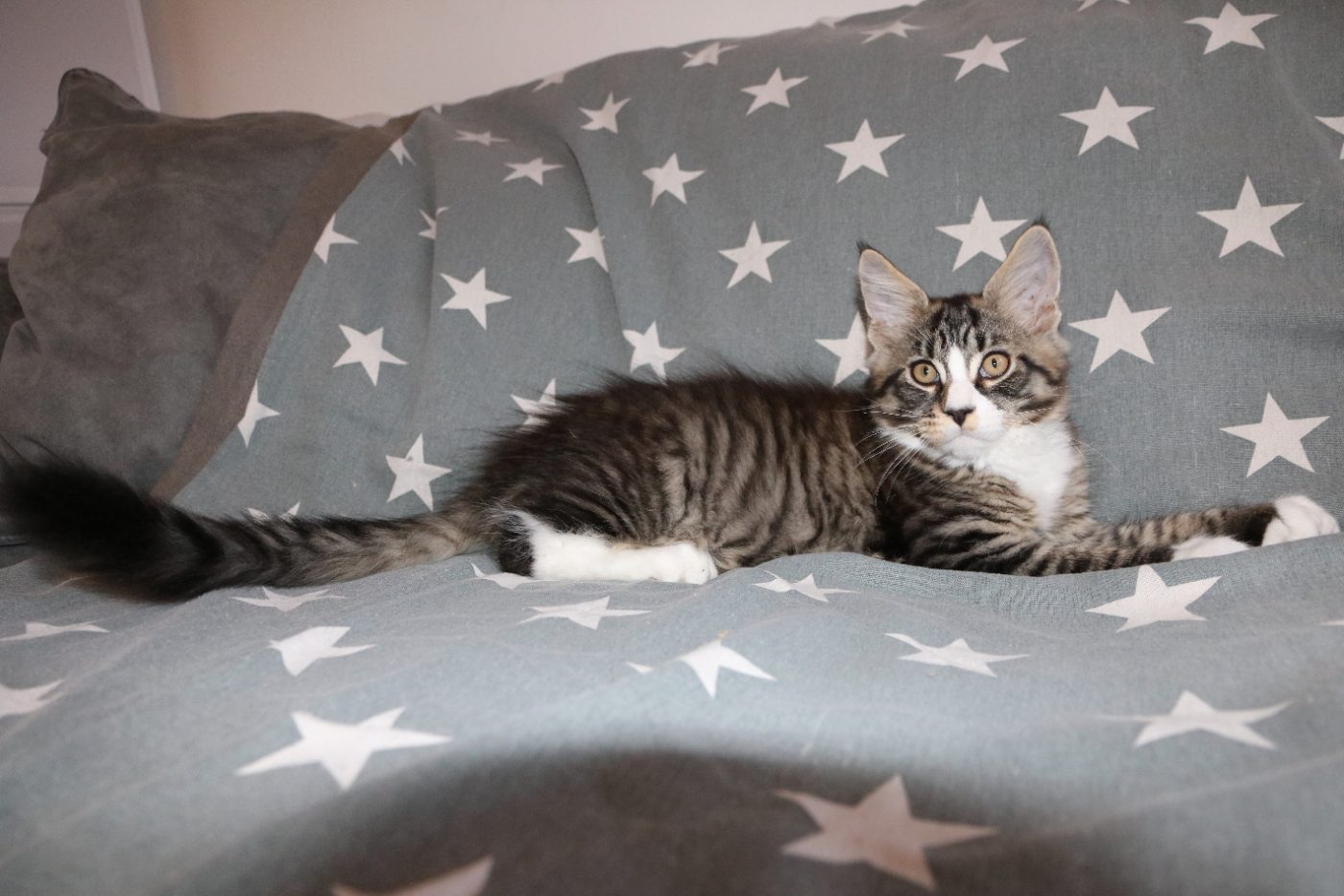 Guru at twelve weeks old