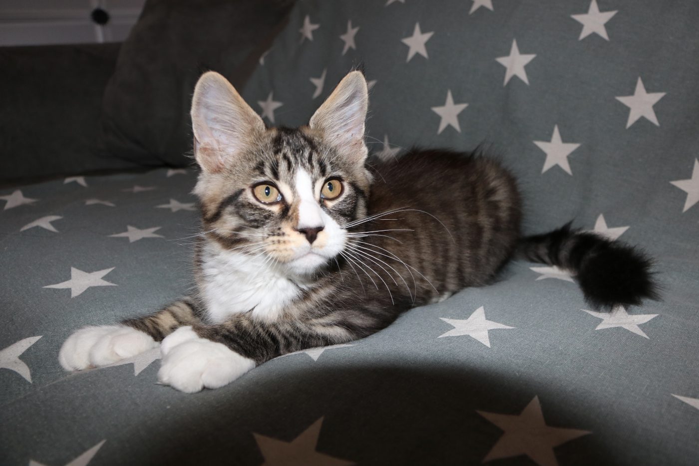 Guru at twelve weeks old
