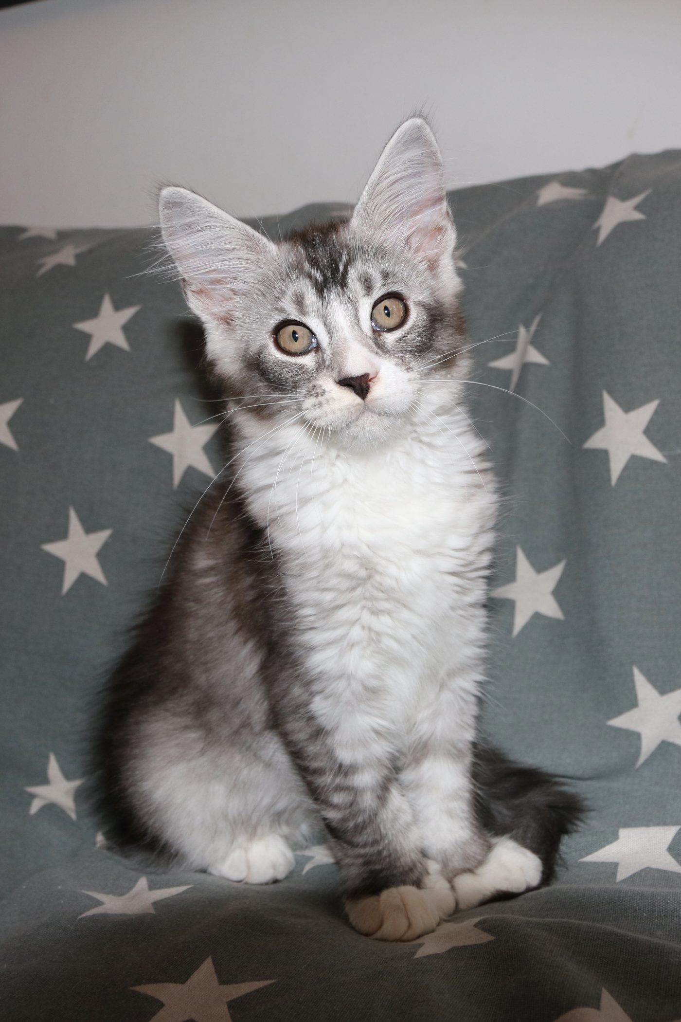 Karma at twelve weeks old