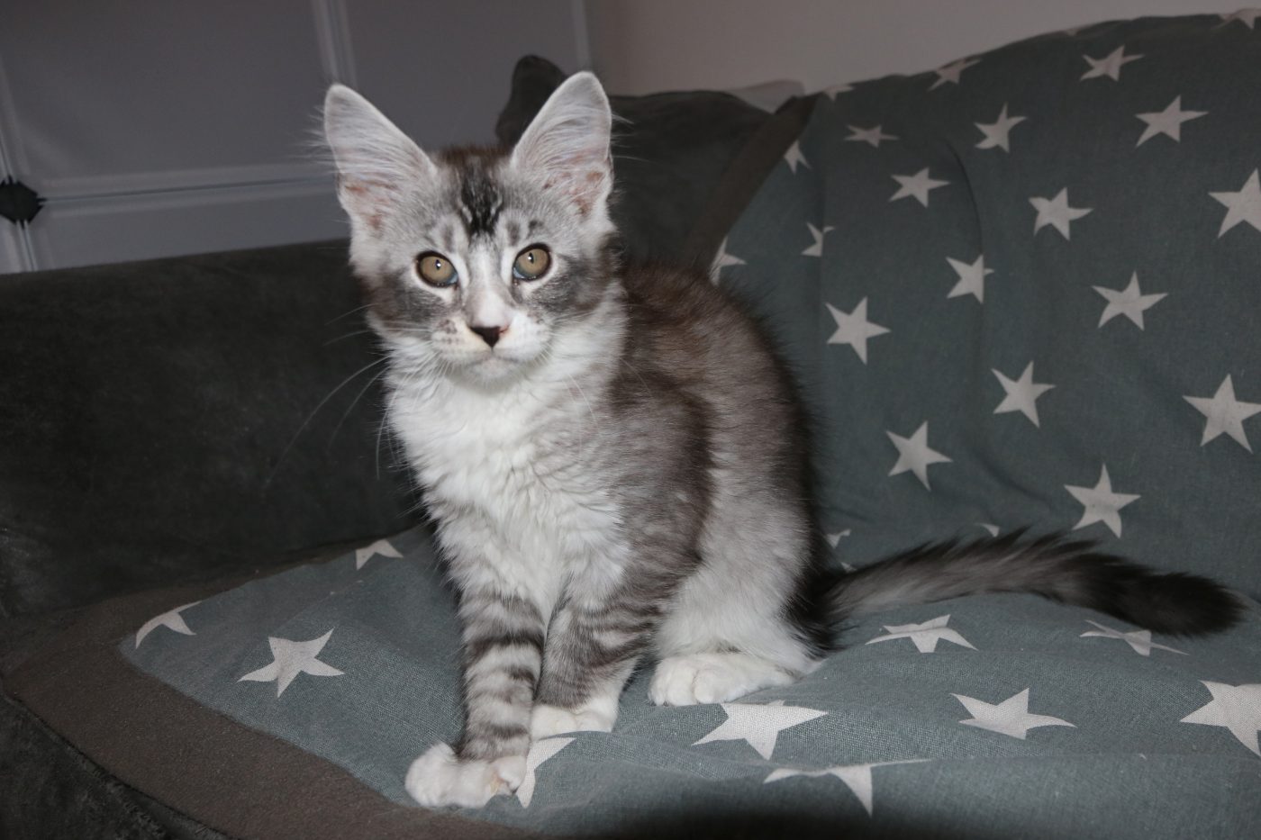 Karma at twelve weeks old