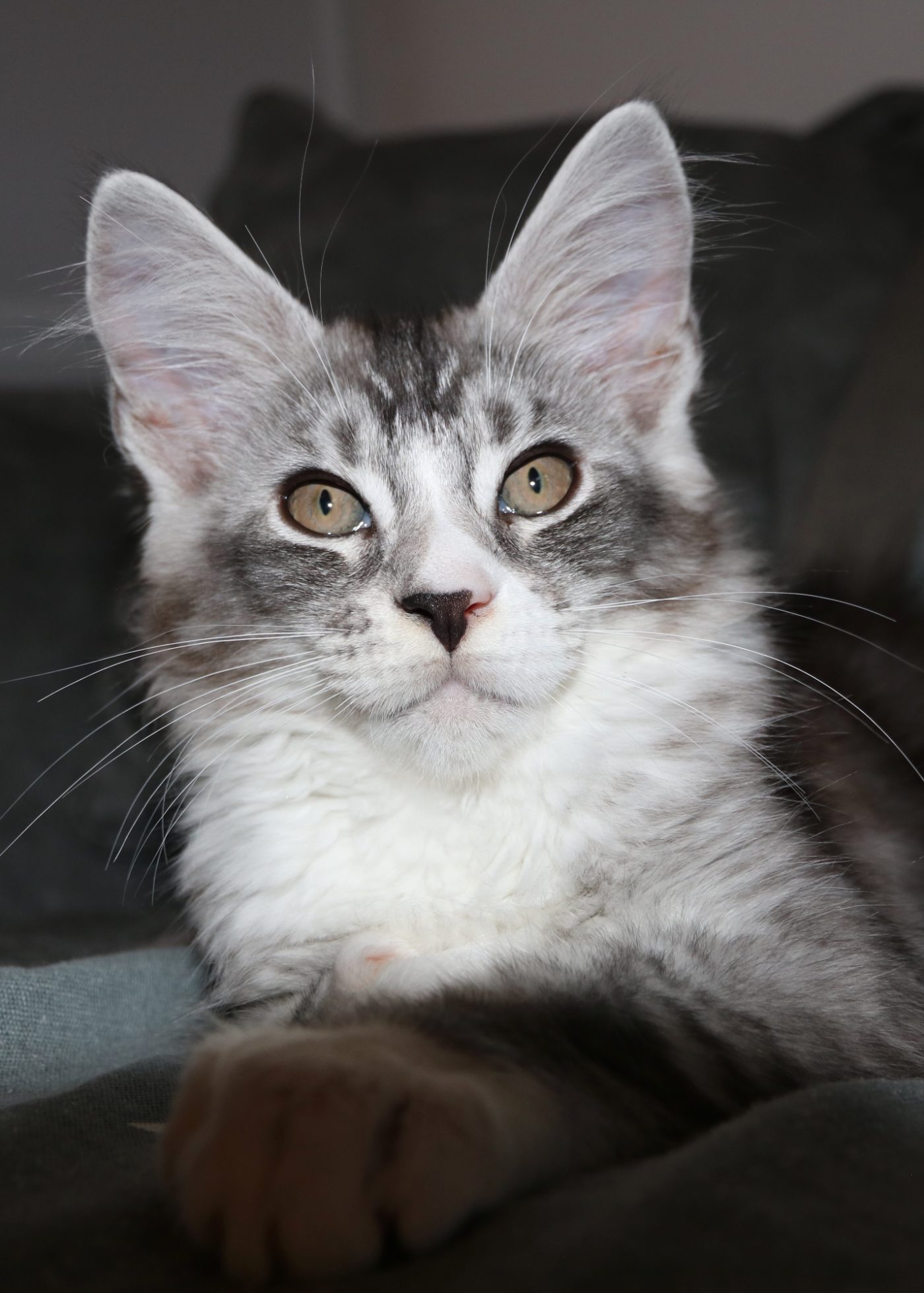 Karma at twelve weeks old