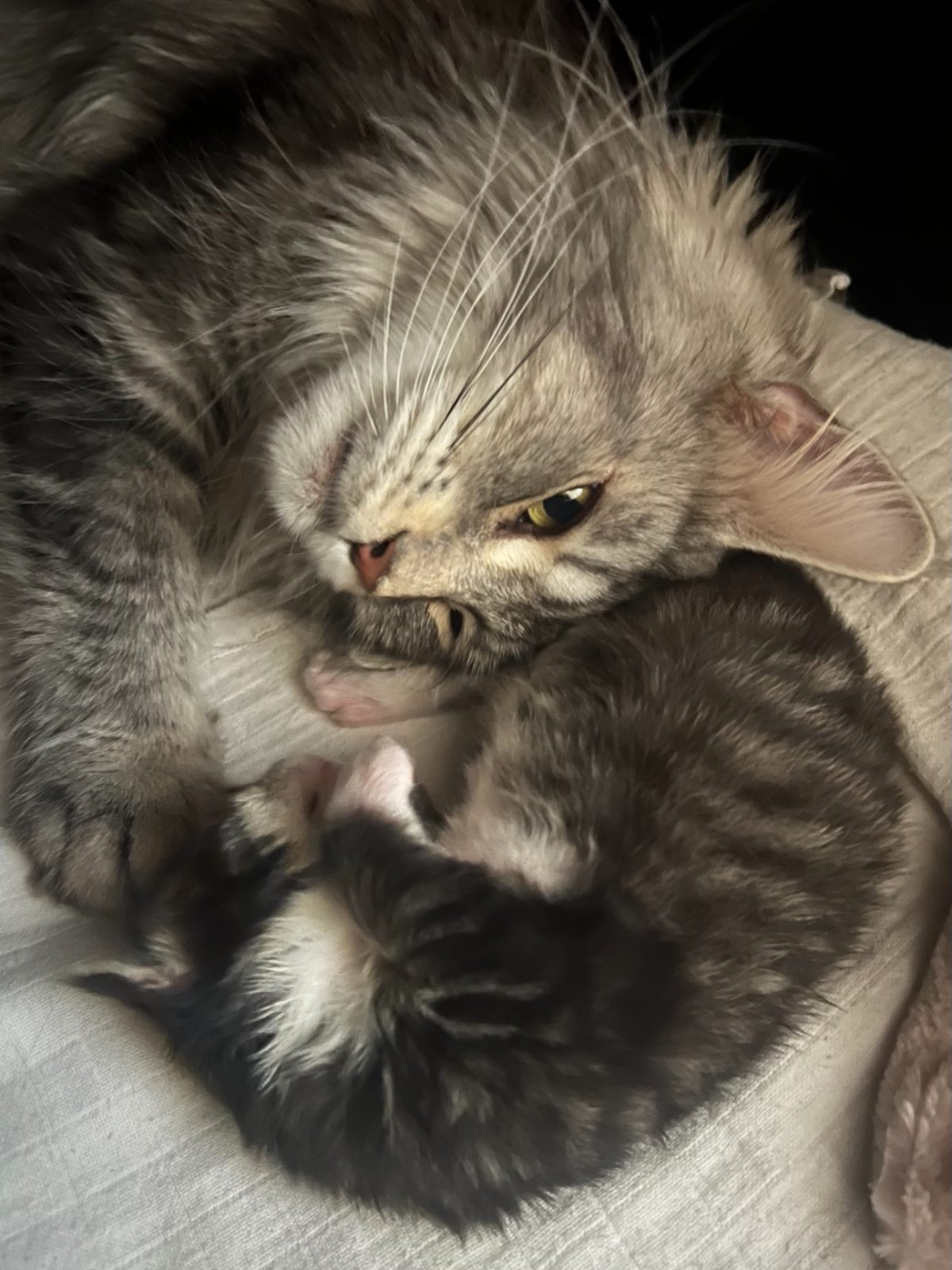 Kittens at nineteen days old