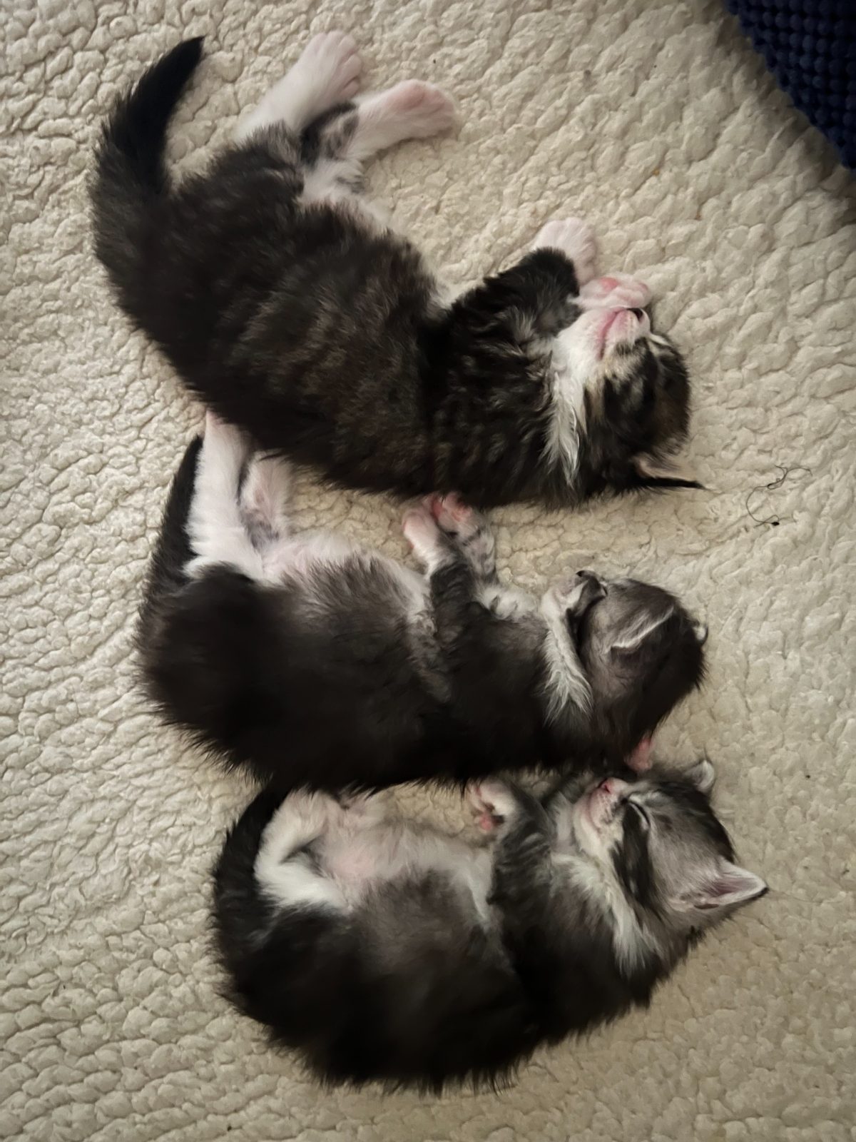 Kittens at nineteen days old