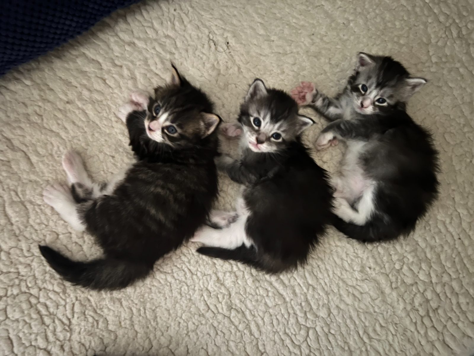 Kittens at nineteen days old