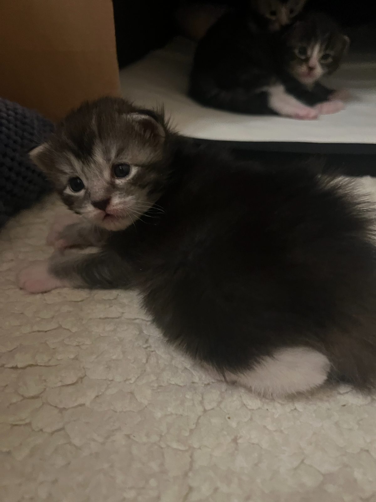 Bodhi at two weeks old