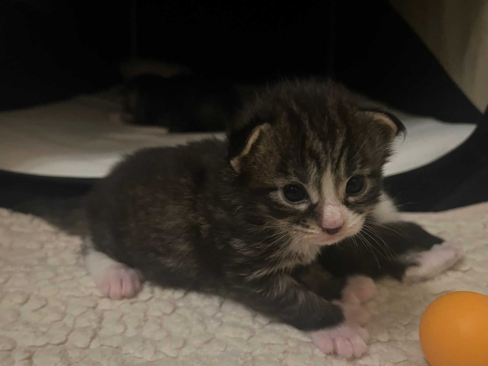Guru at two weeks old