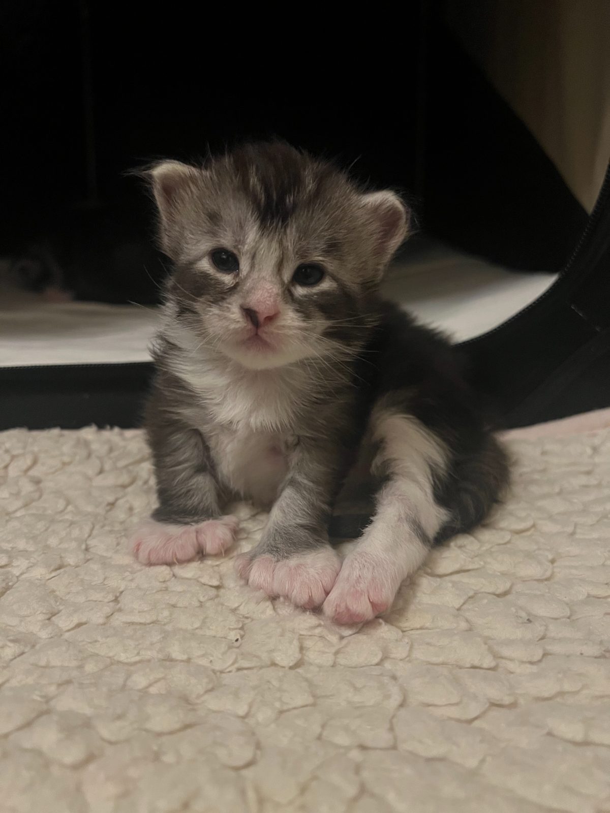 Karma at two weeks old