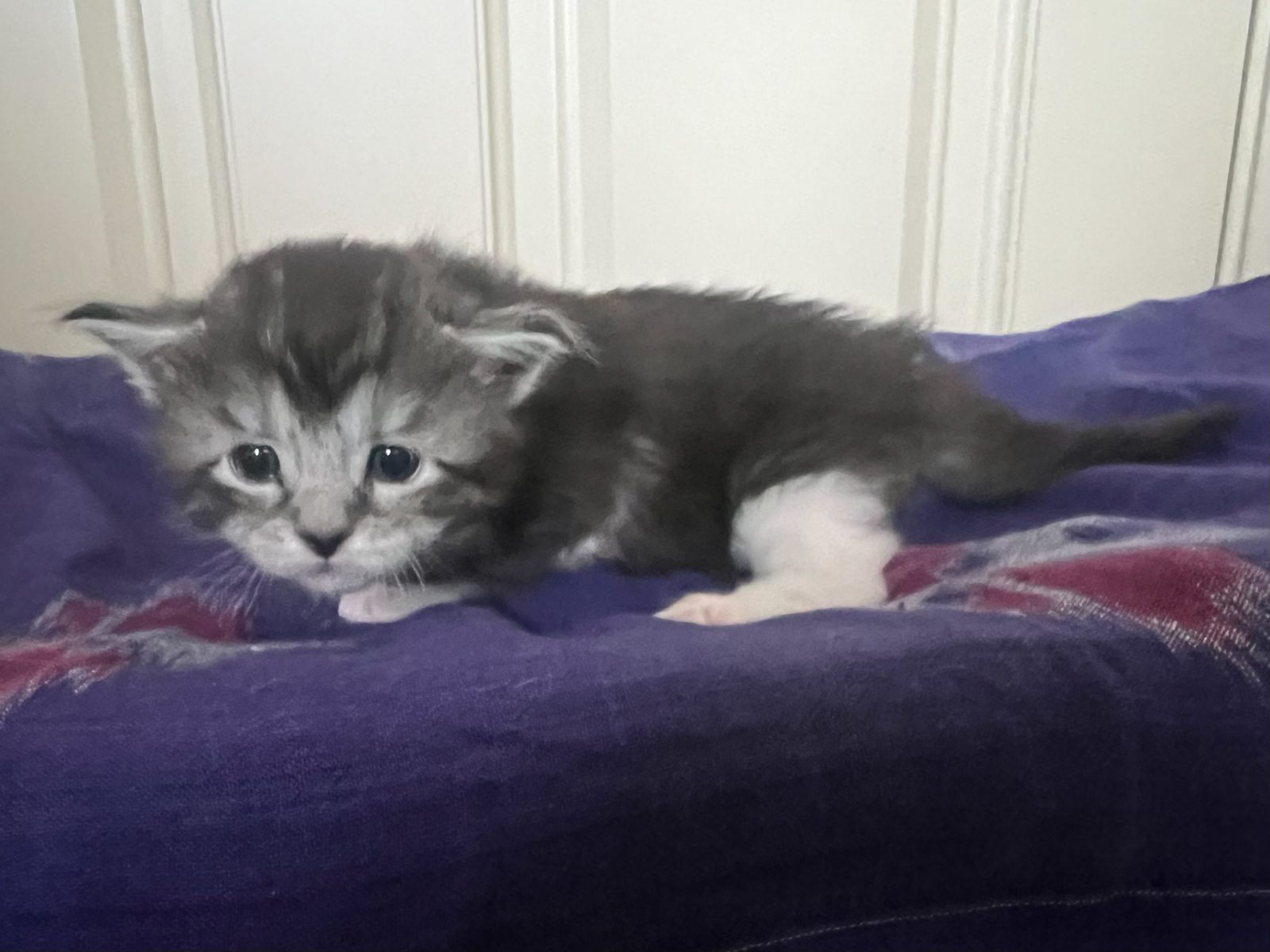 Bodhi at three weeks old