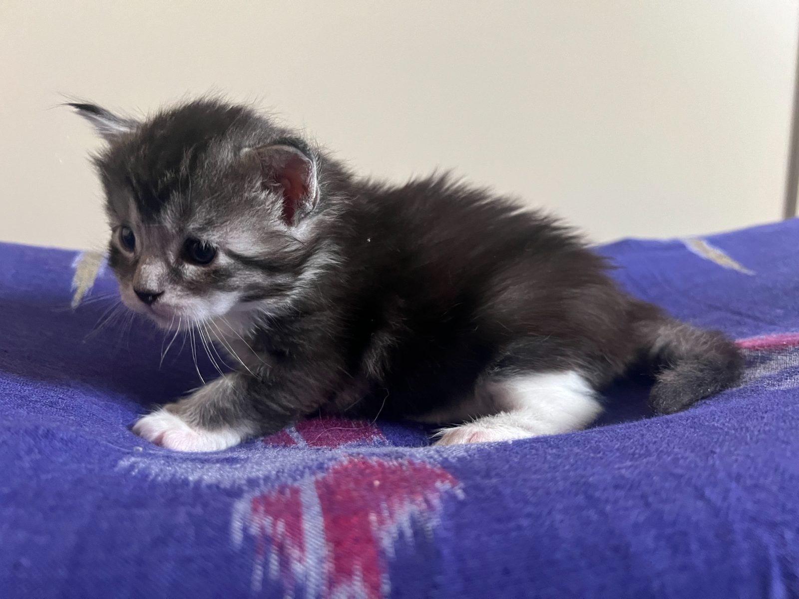 Bodhi at three weeks old