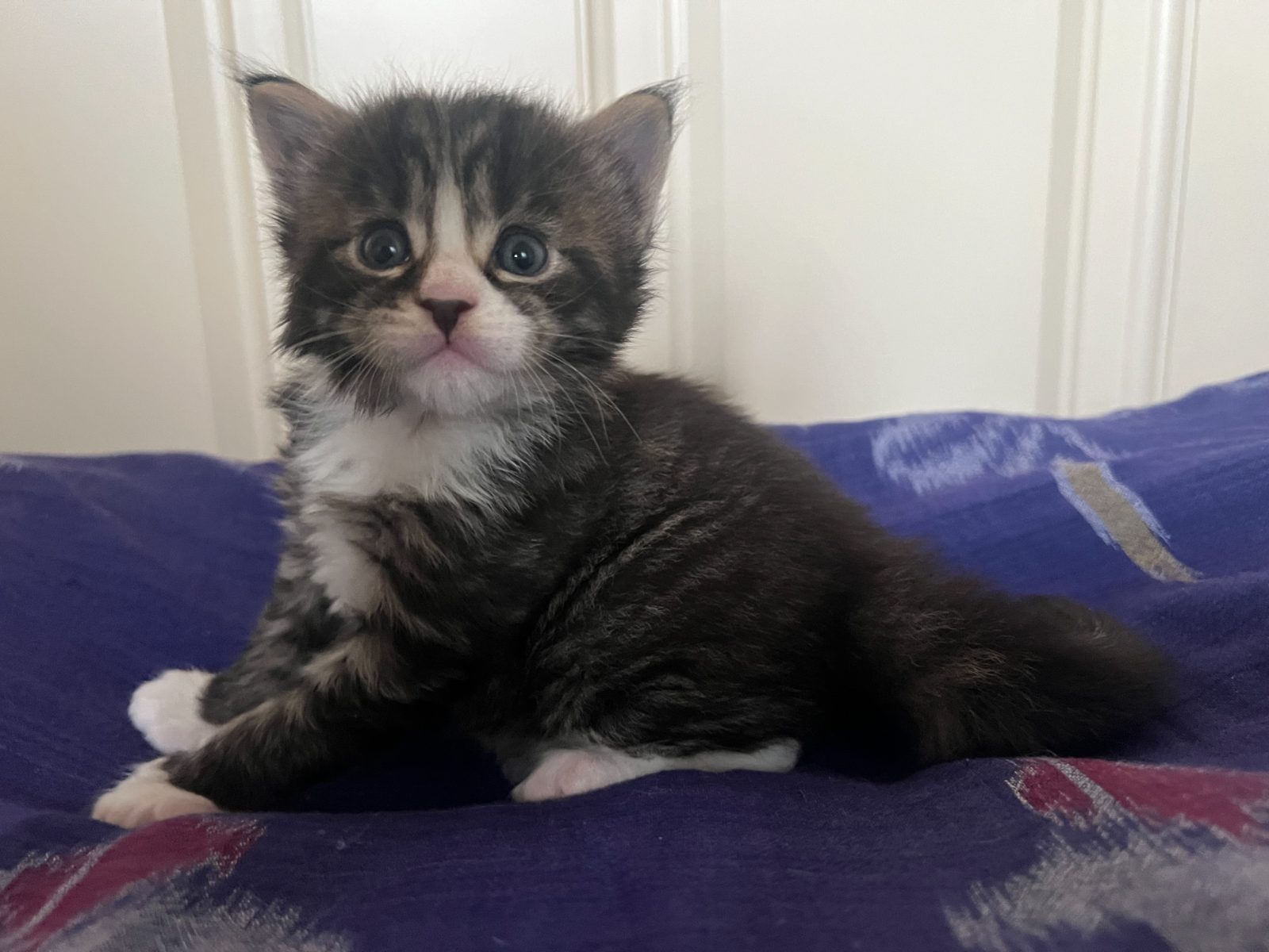 Guru at three weeks old