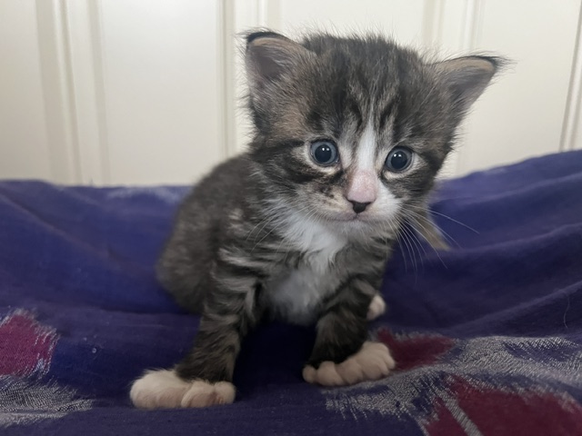 Guru at three weeks old